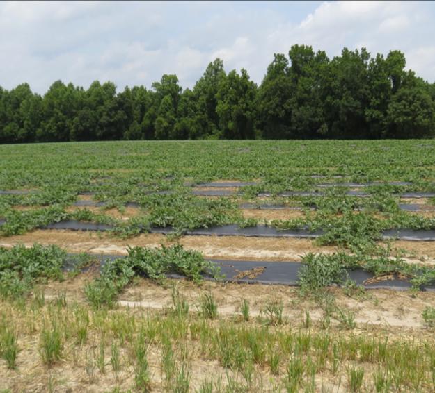 Fusarium Wilt in Field