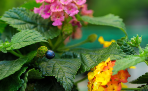 Lantana strigocamara