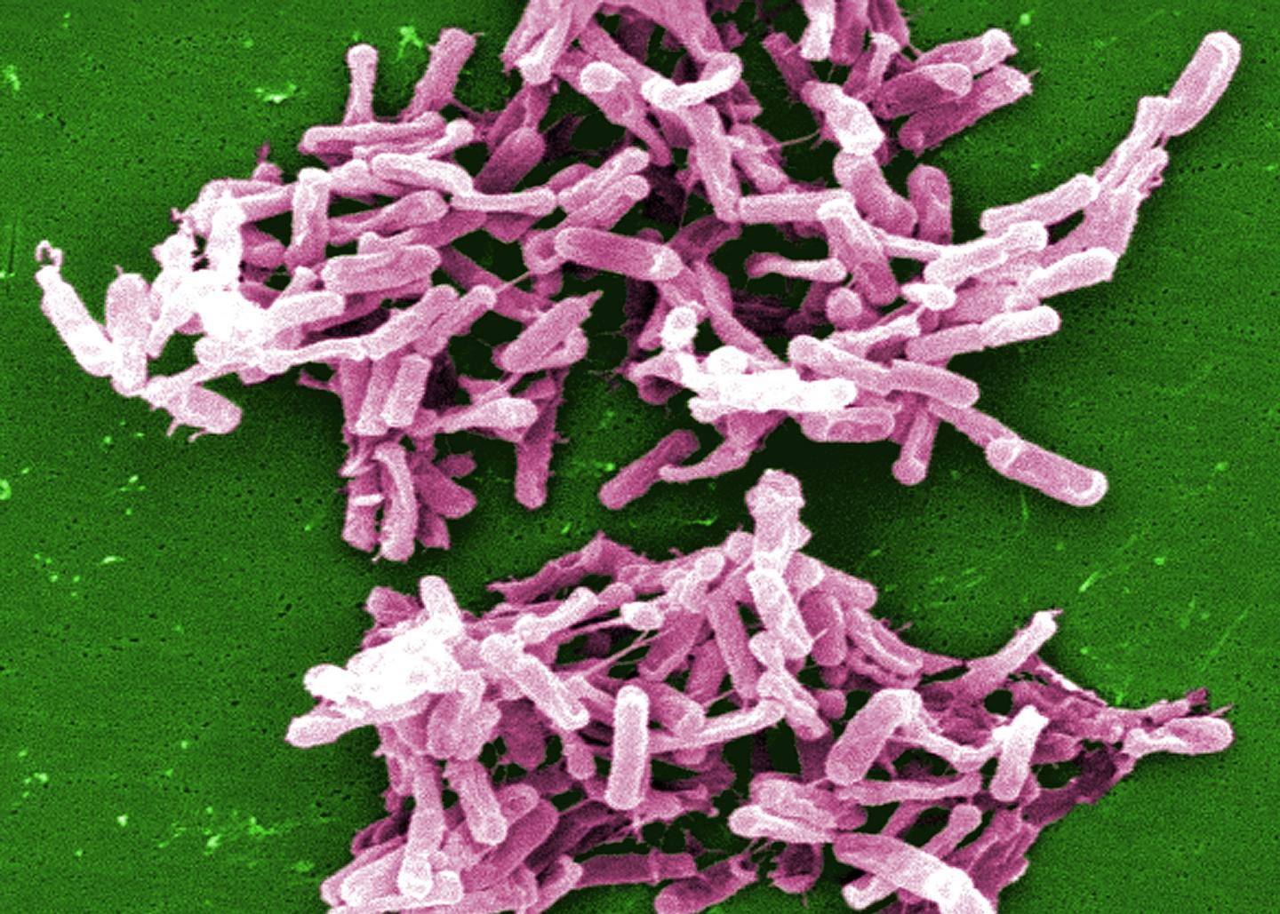 Gut bacterium C. difficile