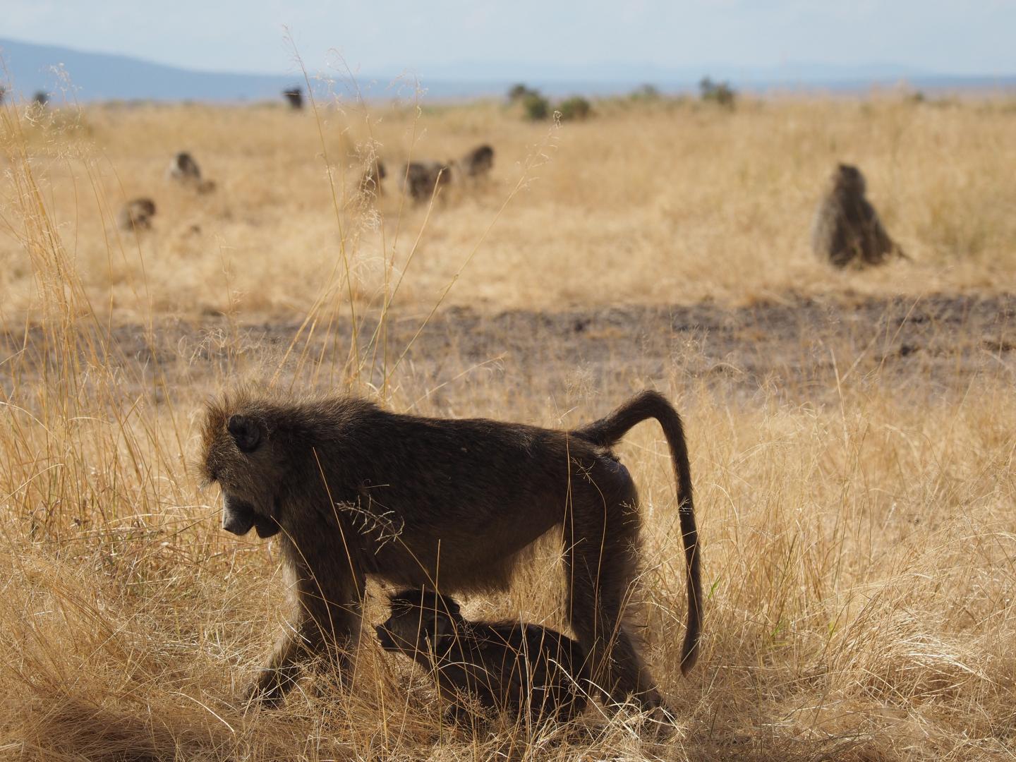 A dominant female baboon