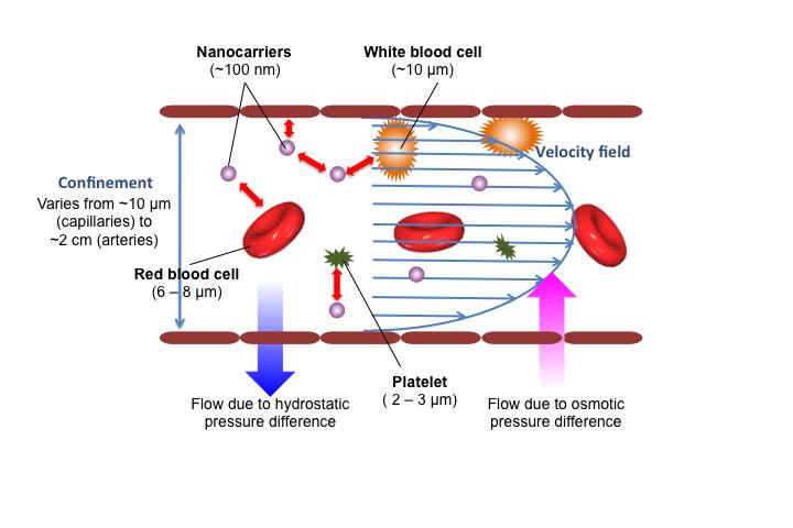 How Nanoparticles Travel in Our Bloodstream