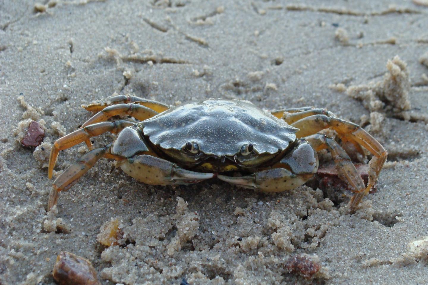 European Green Crab