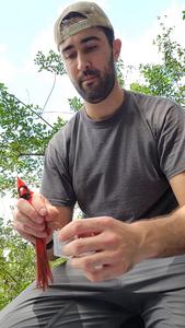 Northern Cardinal Sings