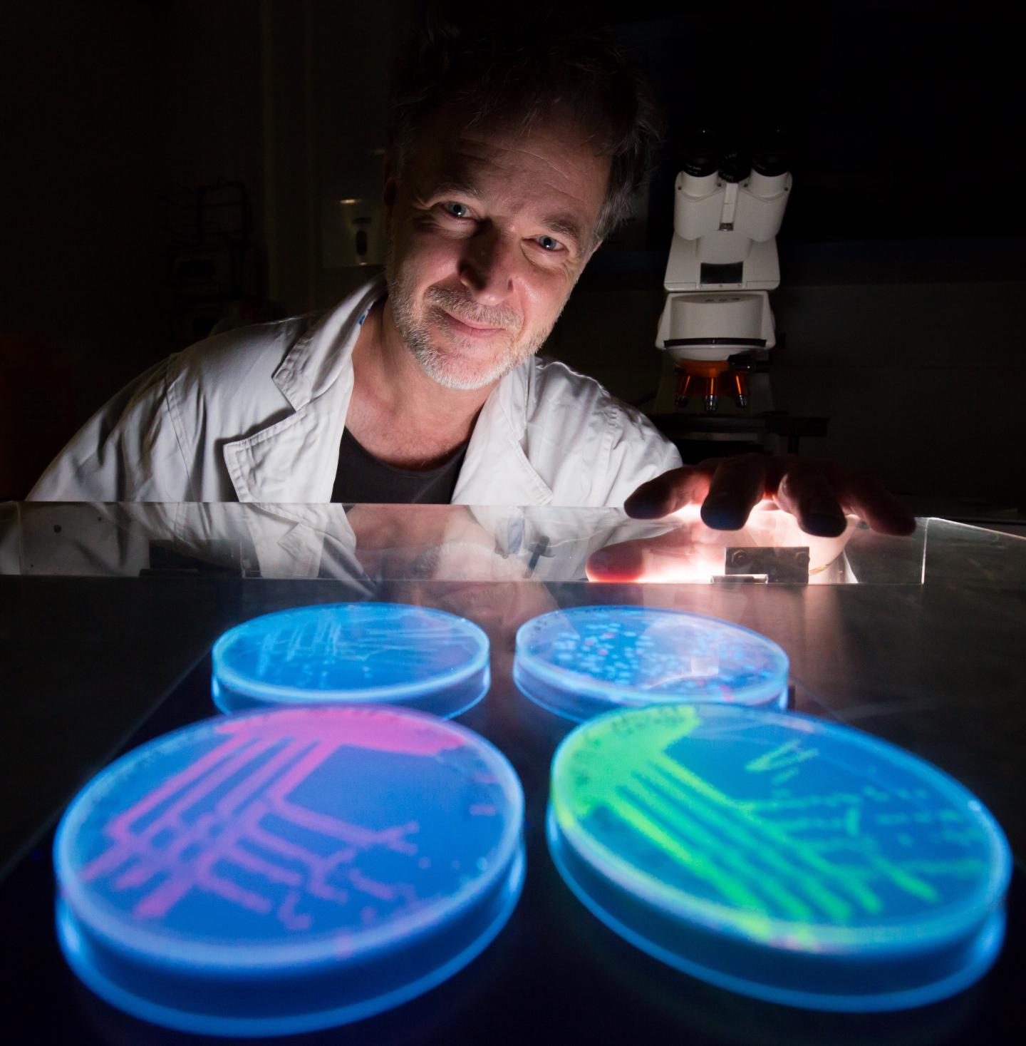 Michael Gillings, Macquarie University