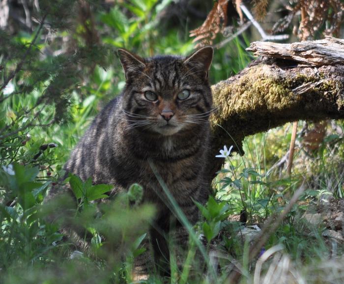 Saving Wildcats conservation breeding for release programme