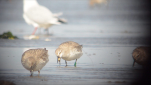 Red knot searching cockles