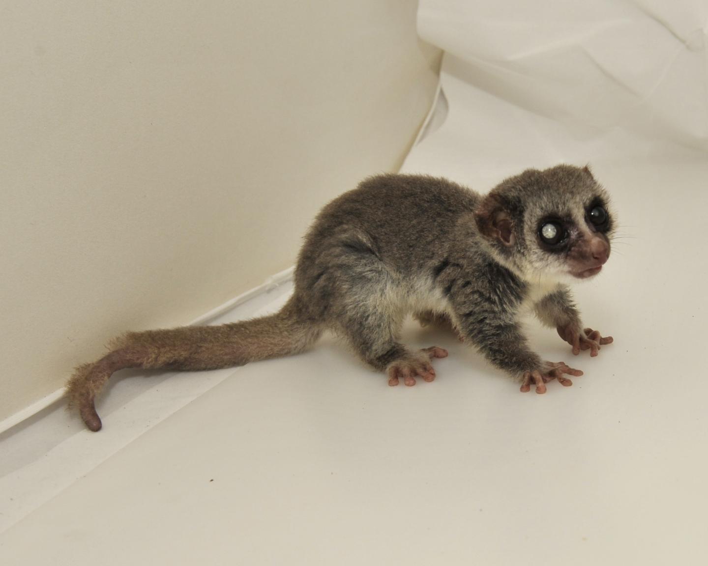 Dwarf Lemur