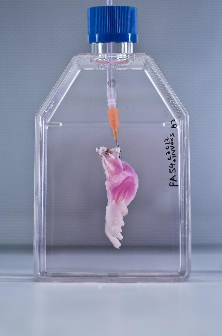 Decellularized Rat Limb in Bioreactor