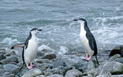 Photo of 2 Chinstrap Penguins