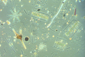 microalgal community