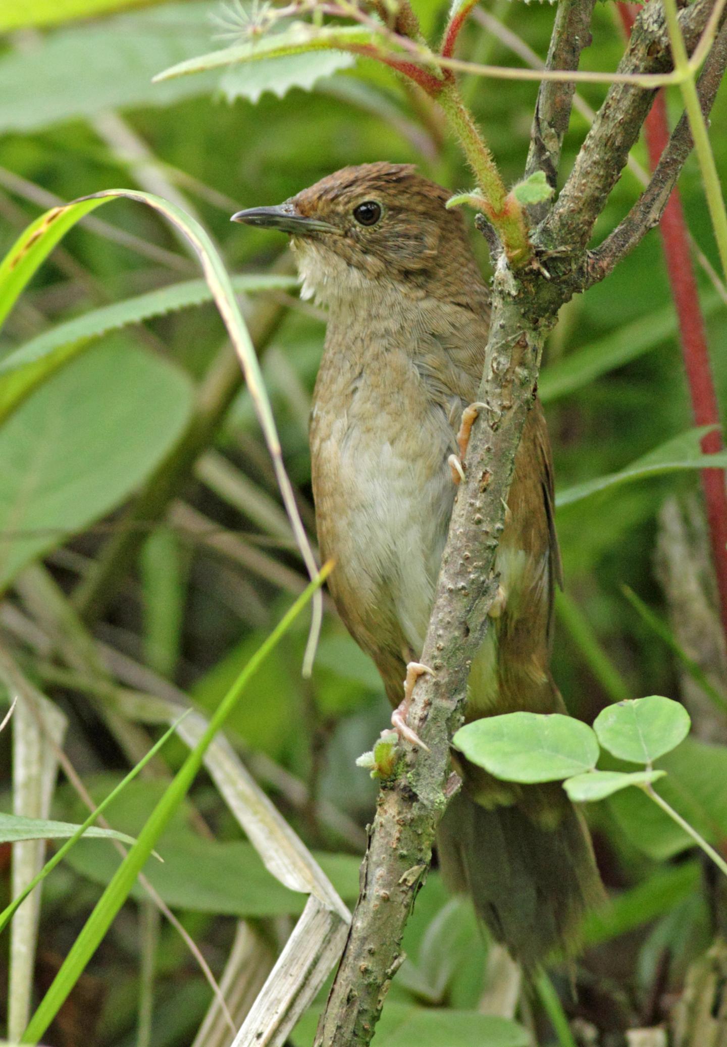 Sichuan Bush Warbler