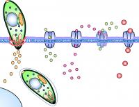 <i>Toxoplasma gondii</i> Cell Membrane