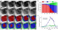Lithiation Phases in a Single Magnetite Nanoparticle