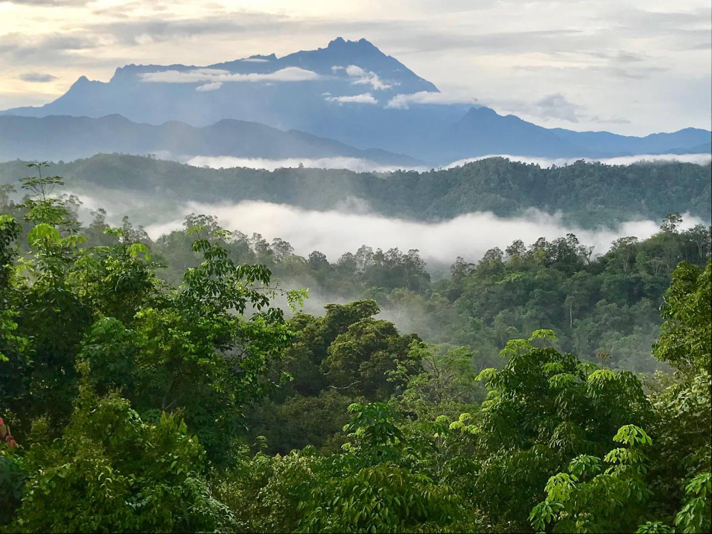 Intact Forest in Borneo