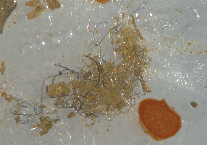 A bundle of anthropogenic fibres found in UK soil