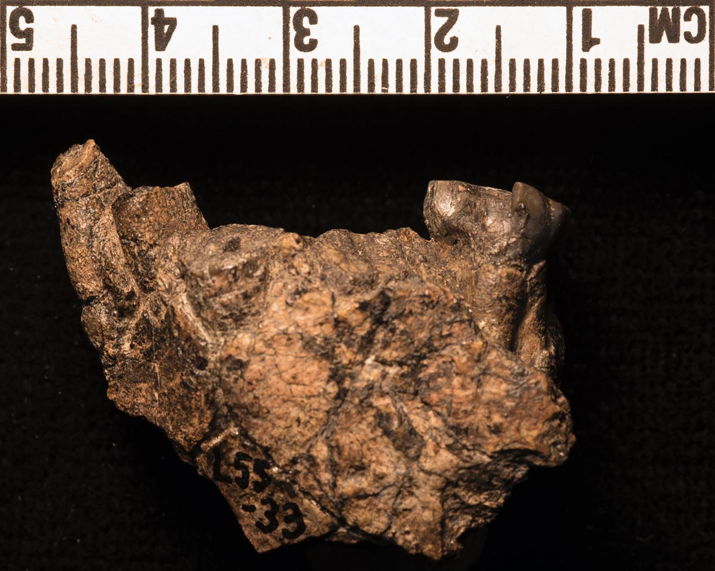 Paranthropus aethiopicus mandible
