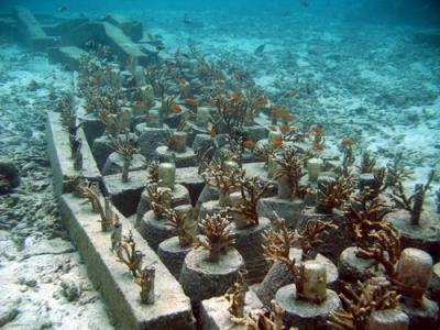 Aceh Coral Transplant Site