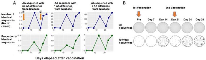 Figure 2, Immunological reactions after the first and second SARS-CoV-2 mRNA vaccination (BNT162b2) [AA = amino acid]