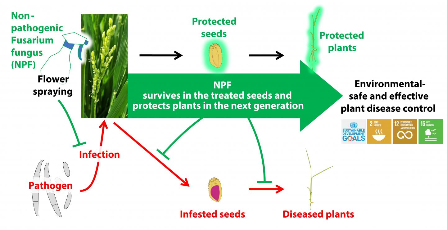 Controlling of seedborne bakanae disease