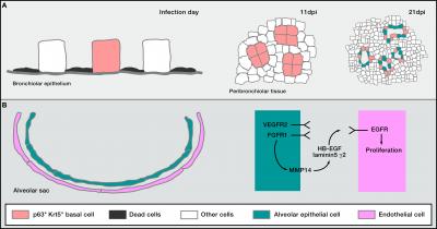 Lung Regeneration in Response to Reduction in Pulmonary Function
