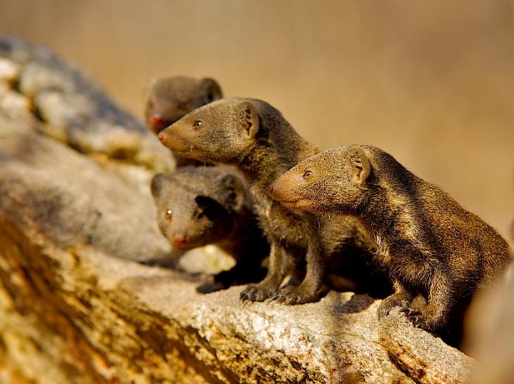 Mongoose Group Image