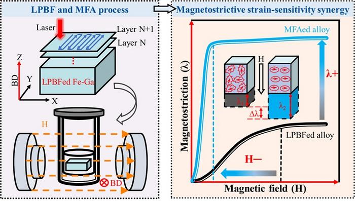 The preparation process and magnetostrictive strain-sensitivity synergy mechanisms for polycrystalline Fe₈₁Ga₁₉ alloys by LPBF and MFA process