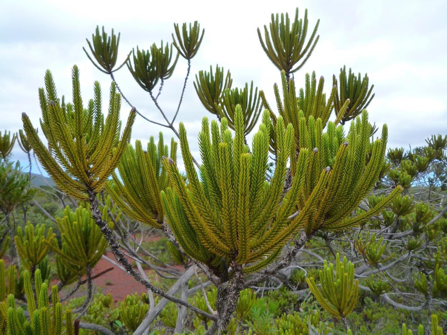 Callitris pancheri is a cypress conifer endemic to New Caledonia, where it occurs in small, scattered populations along rivers