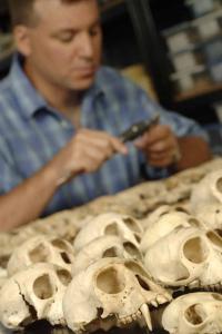 Scott McGraw Examines Monkey Skulls