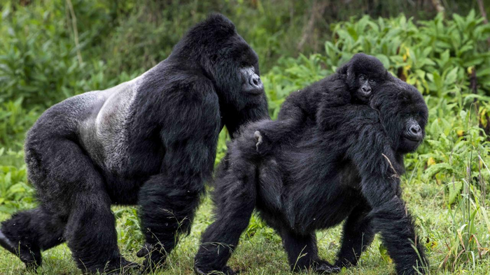 Mountain gorilla family