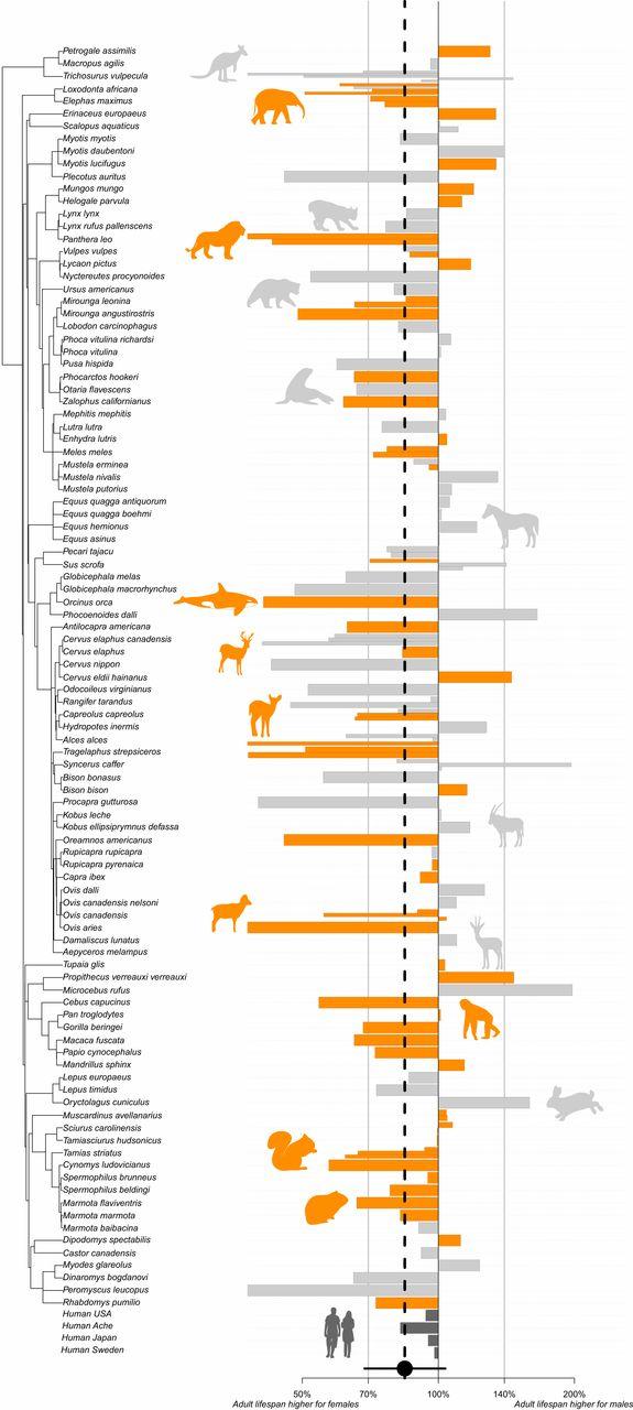 Top 130 + Animal lifespan chart - Inoticia.net