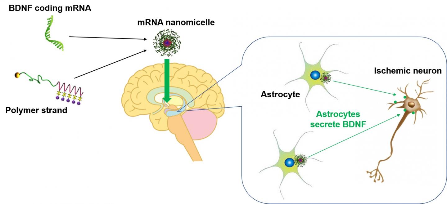 Brain-derived neurotrophic factor mRNA therapeutics for ischemic neuronal death using polyplex nanomicelle.
