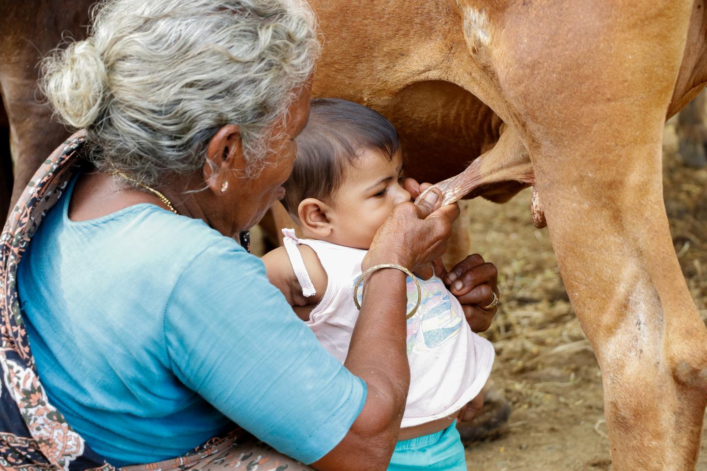 At Last, a Better Test for Bovine Tuberculosis May Improve Disease Control in Developing Countries (8 of 8)