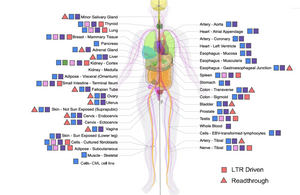 Ancient viral remnants in the human genome are active in normal tissues