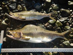 Hatcheries can boost wild salmon numbers but | EurekAlert!