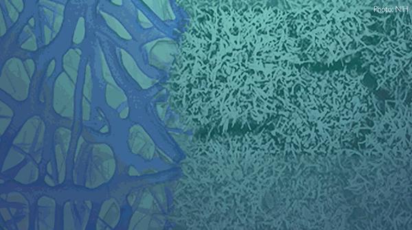 The Stem Cell Report with Martin Pera