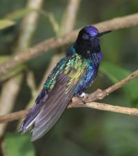 Pimm Ocampo Birds (1 of 3)