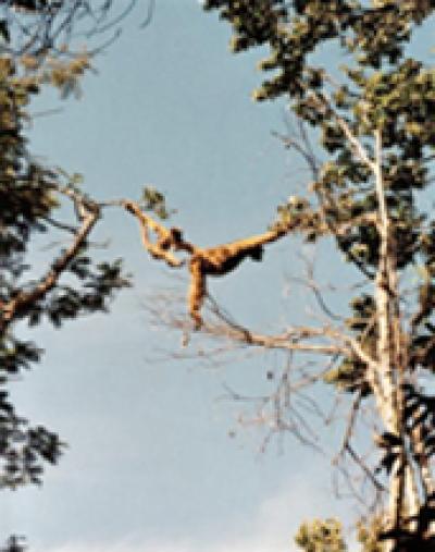 Global Warming Cycles Threaten Endangered Primate Species (3 of 3)