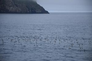 Manx Shearwaters