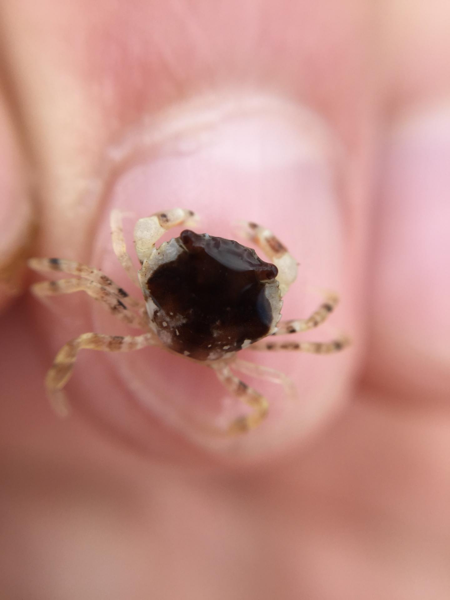 Juvenile Shore Crab on Finger
