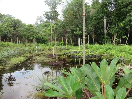 Indonesian Peatlands