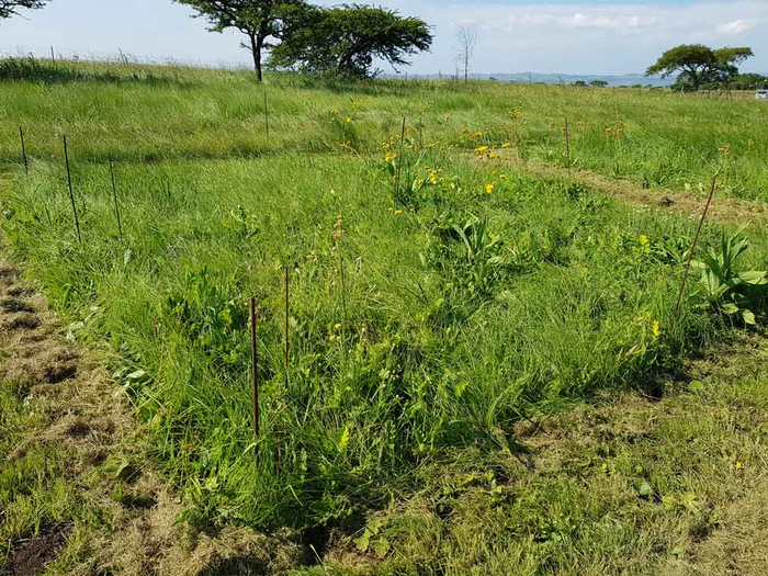 Sample site in Ukulinga/Südafrika