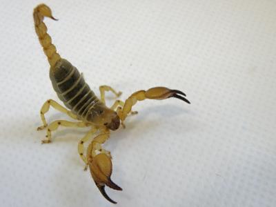 Large-Clawed Scorpion