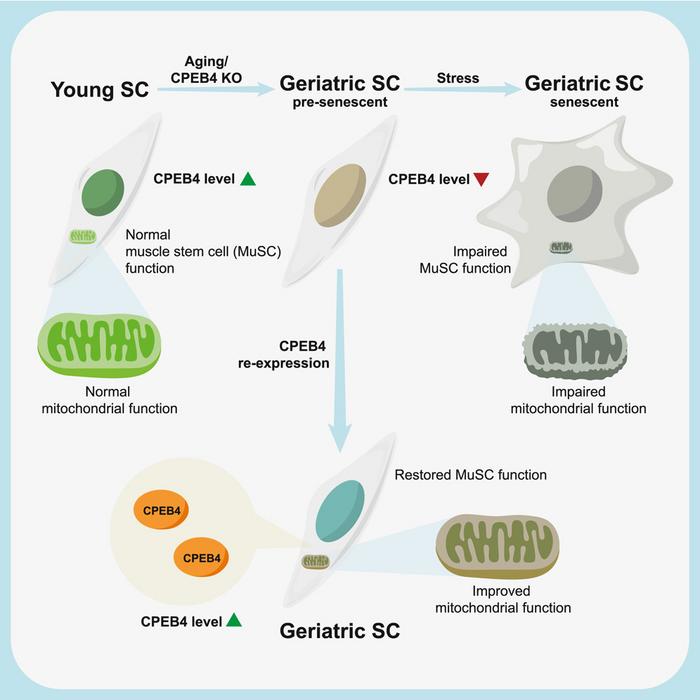 Graphical abstract