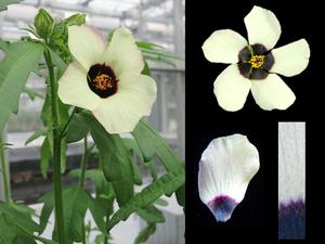 Venice Mallow (Hibiscus trionum)