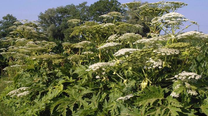 Hogweed