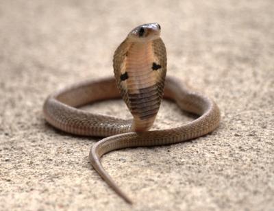 Indian Cobra (<i>Naja naja</i>)