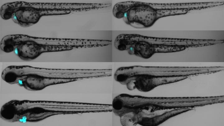 Optogenetic Photosensitizer Allows for Targeted Cell Manipulation