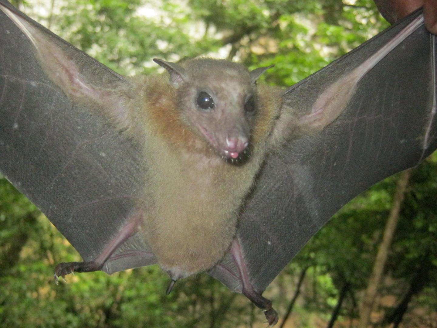 Fruit Bat