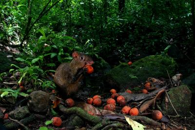 Rainforest Rodent Robber (2 of 2)