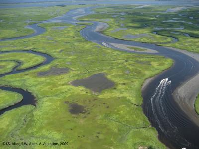 Salt marshes' capacity to sink carbon may be